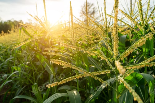 Preview: Close Up Pollen Of Corn Flower With Sunlight