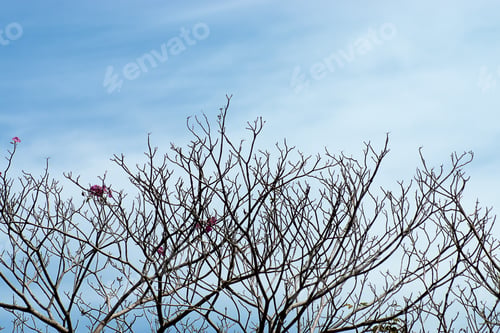 Preview: Pink Trumpet Tree With Sky. (Tabebuia Rosea Tree)