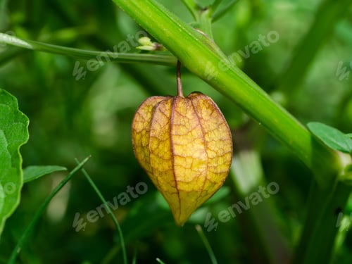 Preview: Hogweed Or Ground Cherry. (Physalis Minima)
