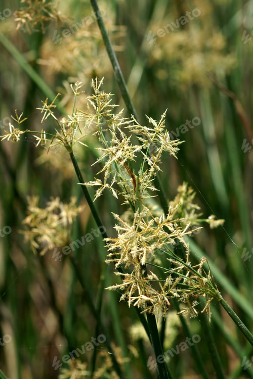 Preview: Sedge Flower. (Cyperus Imbricatus)