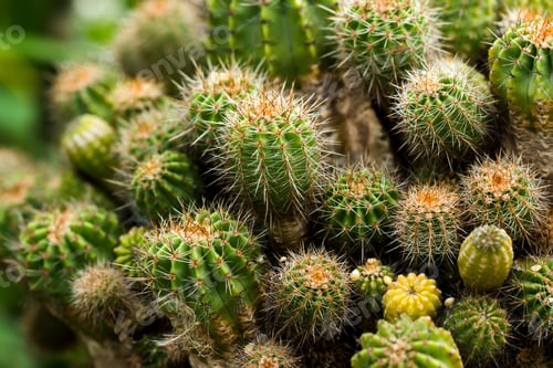 Preview: Cactus Plant