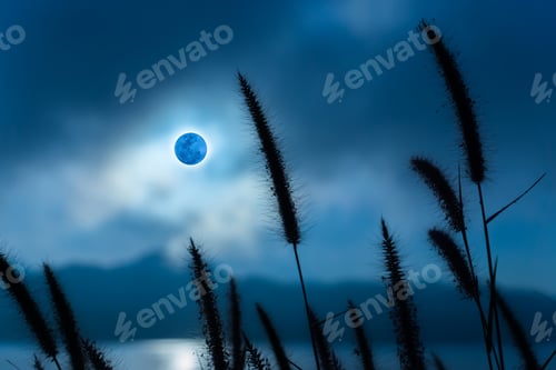 Preview: Silhouettes Of Flower Grass In The Moonrise.