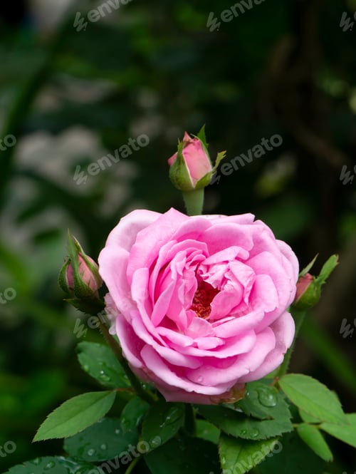 Preview: Blooming Pink Rose with Buds in Garden Setting