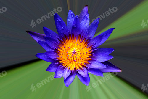 Preview: Lotus Blossoms Or Waterlily Flowers Blooming