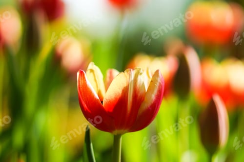Preview: Tulips Are Blooming In The Garden.