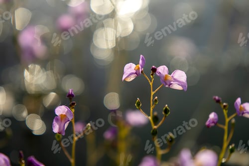 Preview: Close Up Underwater Flower Of Utricularia Warburgii Plant Or Lentibulariaceae In Blur Background