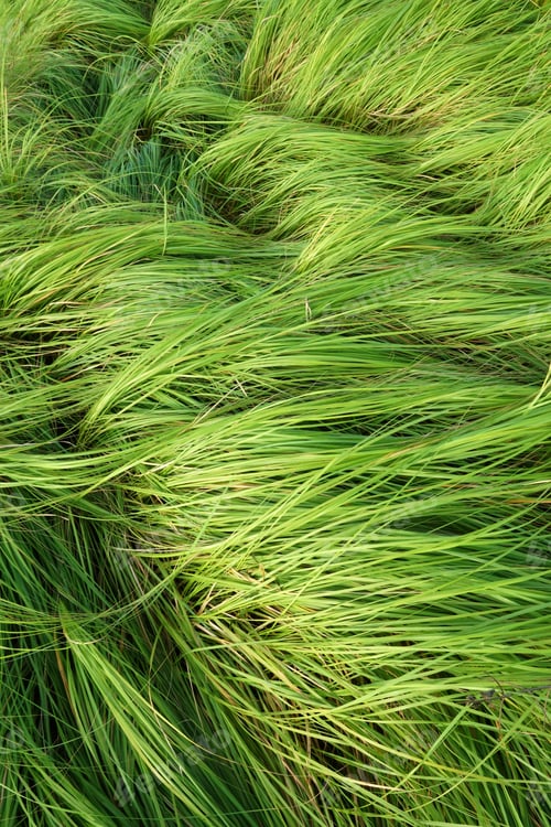 Preview: Grass For Grazing Cattle.