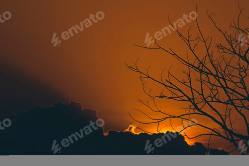 Preview: Silhouette Of Tree Branches On Darky Sunset Sky Background With Dark Cloud And Light.