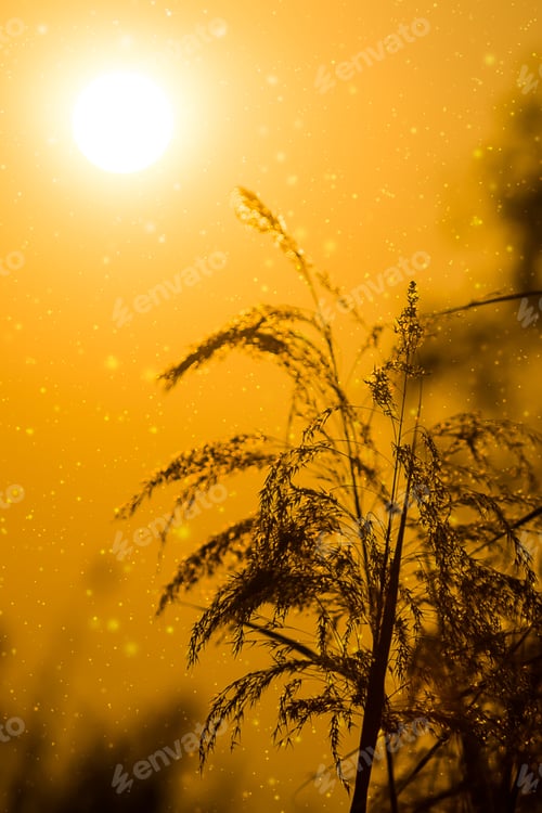 Preview: Silhouette Of Flower Grass With Sunlight.