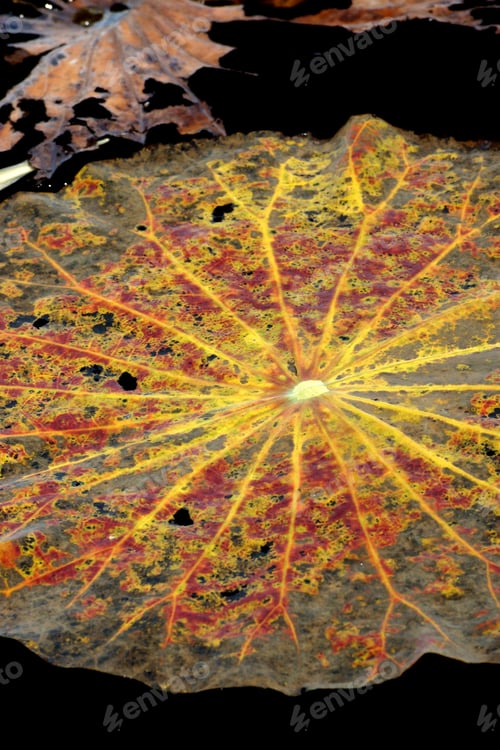 Preview: Old Lotus Leaves