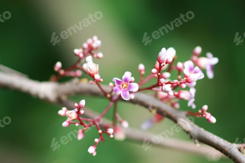 Preview: Star Apple Flower