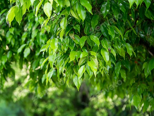 Preview: Chinese Bangan, Curtain Fig, Glossy Leaf Fig, Indian Laurel, Malay Bangan (Ficus Altissma Linn)