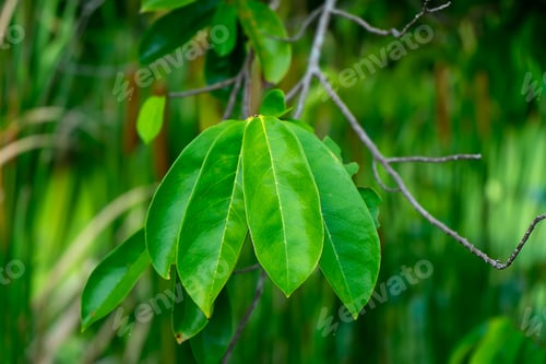 Preview: Close Up Soursop Leaves On Tree. (Annona Muricata)