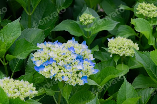 Preview: Hydrangea In Early Summer