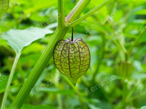 Preview: Hogweed Or Ground Cherry. (Physalis Minima)