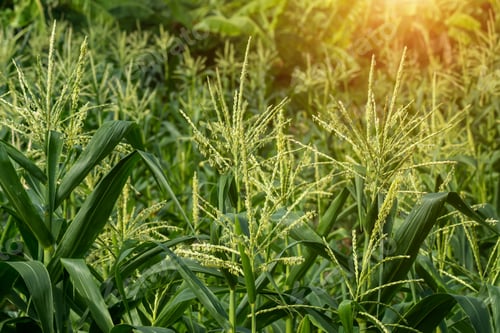 Preview: Close Up Of Corn Flowers In Field.