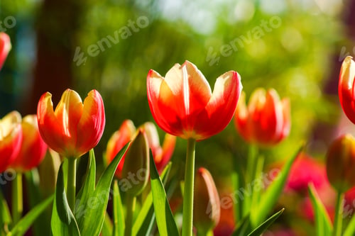 Preview: Tulips Are Blooming In The Garden.