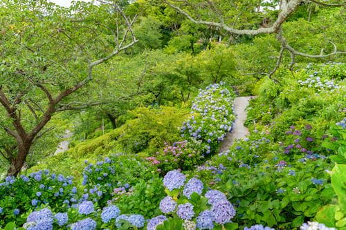 Aperçu: Hydrangea In Shimoda Park, Shimoda City, Shizuoka Prefecture
