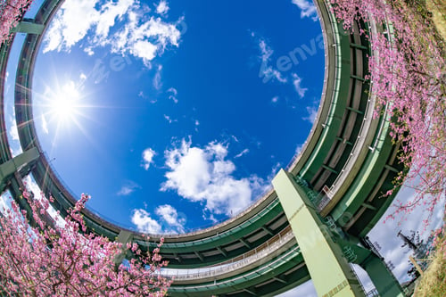 Preview: Kawazu Zakura Of Kamijo And Loop Bridge, In Kawazu-Cho, Kamo-Gun, Shizuoka Prefecture