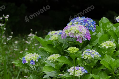 Preview: Beautiful Hydrangea In Early Summer