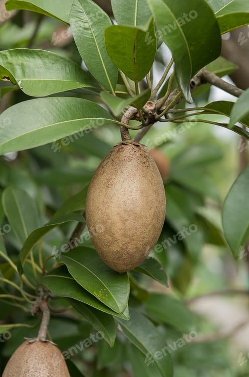 Preview: Brown Spodilla Fruit With Leaves On Tree. (Manilkara Achras Fosberg)