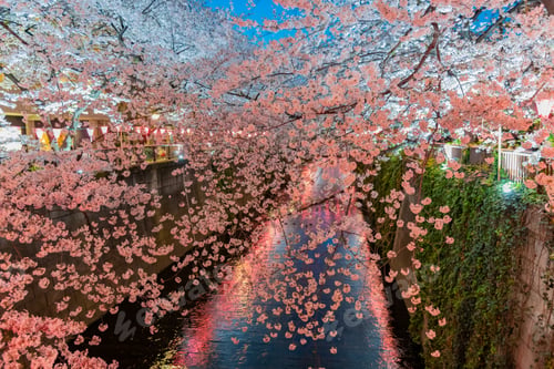 Preview: Night Cherry Blossoms In Tokyo Meguro River