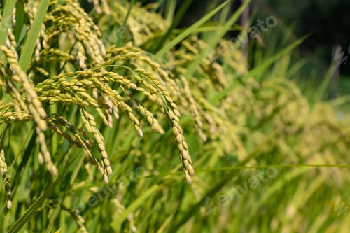 Preview: Ear Of Rice In The Summer
