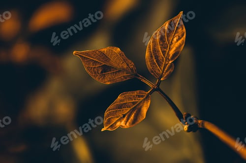 Preview: Gold Leaves Of Winged Bean Plant (Psophocarpus Tetragonolobus) In Dark Light Of Sunset And Blur