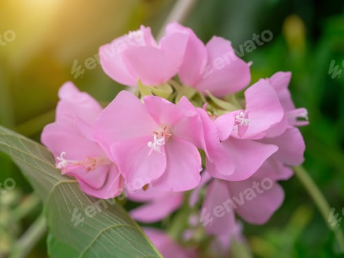 Preview: Close Up Pink Dombeya Flower With Light