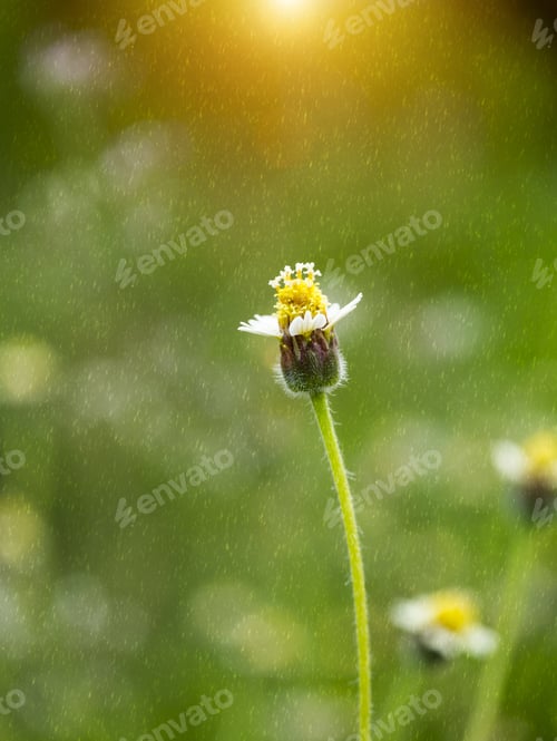 Preview: Wild Flower In The Water Spray With Light.