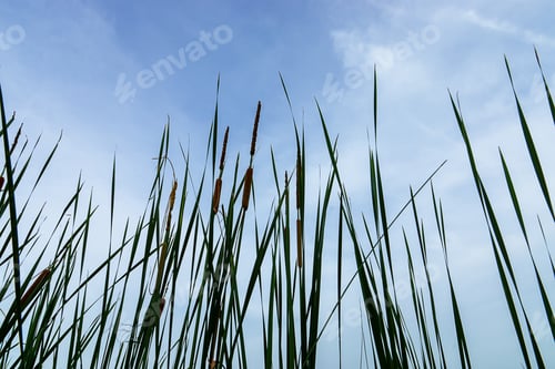 Preview: Silhouette Of Narrow-Leaved Cattail Or Soft Flag Plant With Sky Background. (Typha Angustifolia)