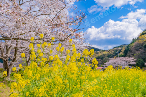 Preview: Cherry Blossoms And Rape Blossoms Of Nakagawa In Matsuzaki-Cho, Kamo-Gun, Shizuoka Prefecture