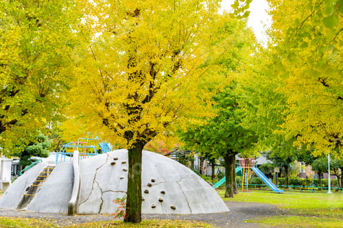 Preview: Ginkgo Autumn Leaves Colored Yellow
