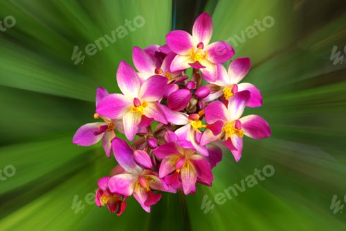 Preview: Ground Orchid Flowers In The Tropical Rain Forest