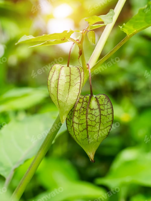 Preview: Hogweed Or Ground Cherry With Light. (Physalis Minima)