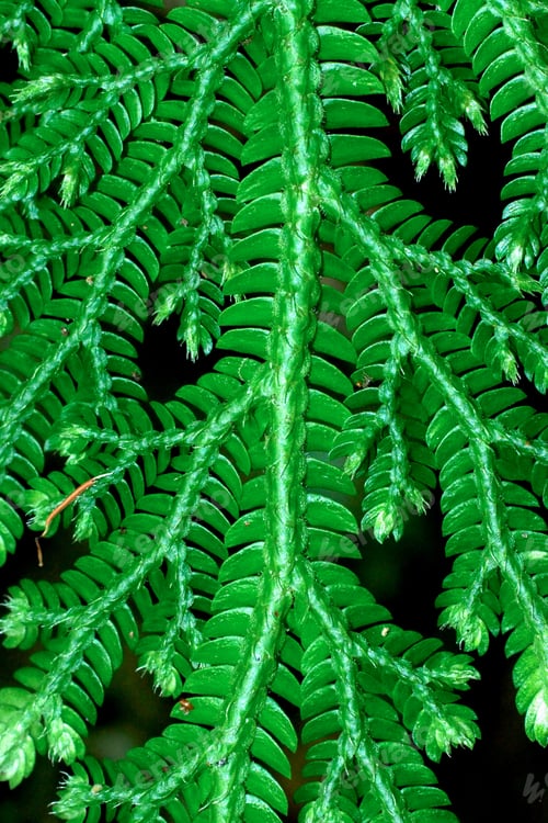 Preview: Fresh Green Leaves Of A Fern (Spike Moss Family)