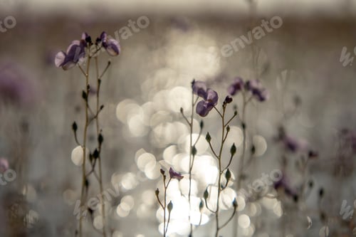 Preview: Close Up Underwater Flower Of Utricularia Warburgii Plant Or Lentibulariaceae In Blur Background