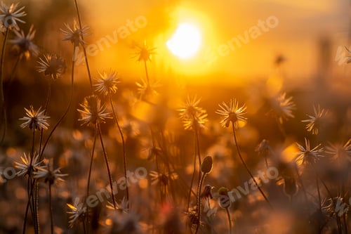 Preview: Soft Focus The Seeds Of Coat Buttons Or Mexican Daisy Flower With Sunlight. (Scientific Name Tridax