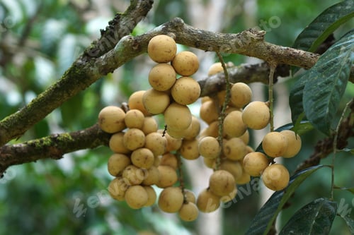 Preview: Long Gong Fruit On Tree In Fruit Garden.Thailand