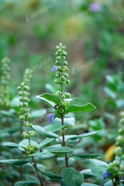 Preview: Close Up Of Vitex Trifolia Plant With Blur Background