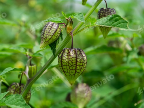 Preview: Hogweed Or Ground Cherry. (Physalis Minima)