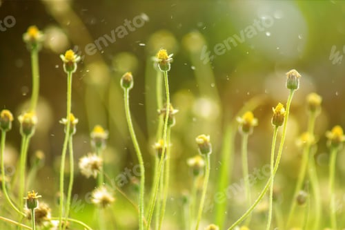 Preview: Soft Focus Of Flower Grass With Sunlight In Summer Season