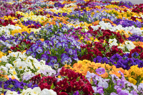 Preview: Flowers In The Flower Bed