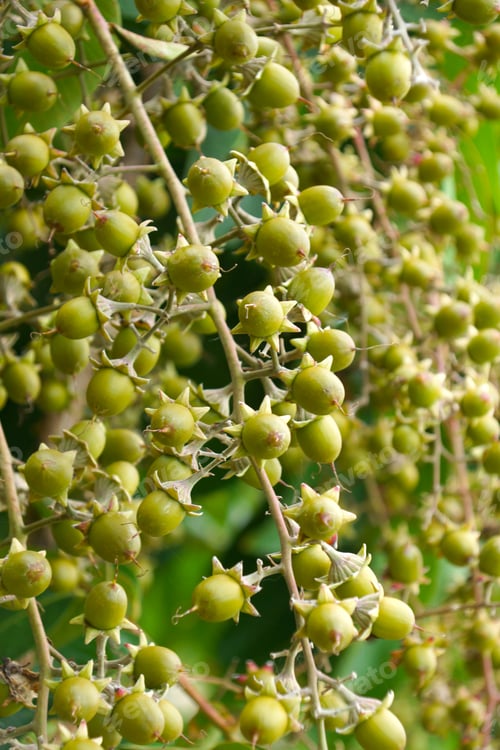 Preview: Seeds Of Queen'S Crape Myrtle. (Lagerstroemia Speciosa (L.) Pers.)
