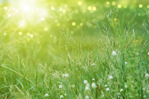 Preview: Flower Grass In The Garden.