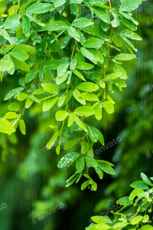 Preview: Manila Tamarind Leaves In The Rain Season. (Pithecellobium Dulce Tree)