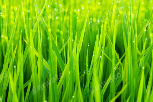Preview: Rice Plant In Rice Field With Drop Dew.
