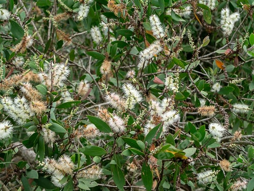 Preview: White Flower Of Cajuput Tree, Milk Wood, Paper Bark Tree (Melaleuca Quinquenervia).