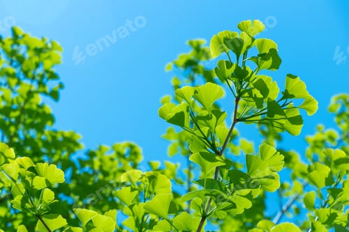Preview: Fresh Green Season