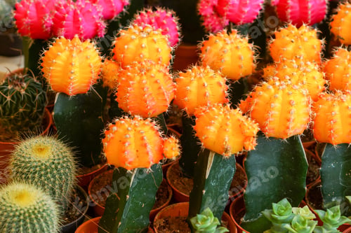 Preview: Cactus Desert Plant.